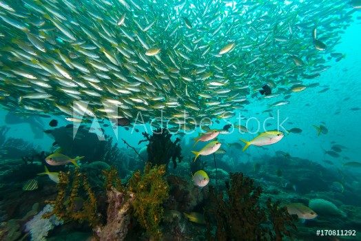 Image de School of Yellow-stripe scad